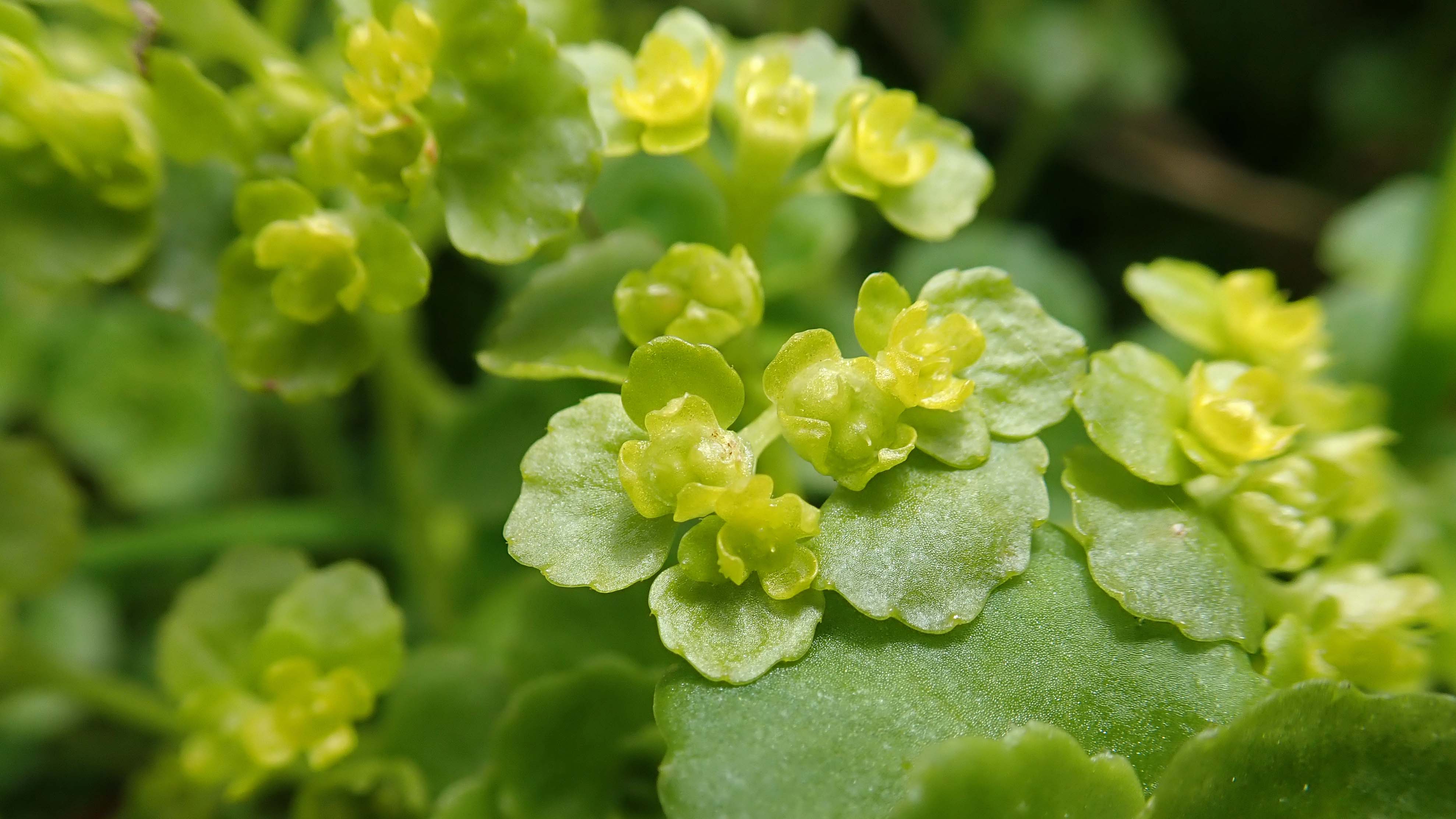 180517 Opposite-leaved golden saxifrage