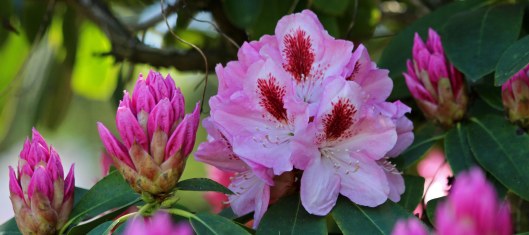 180518 rhododendrons (1)