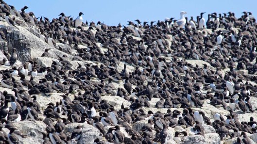 180521 Guillemot (2)