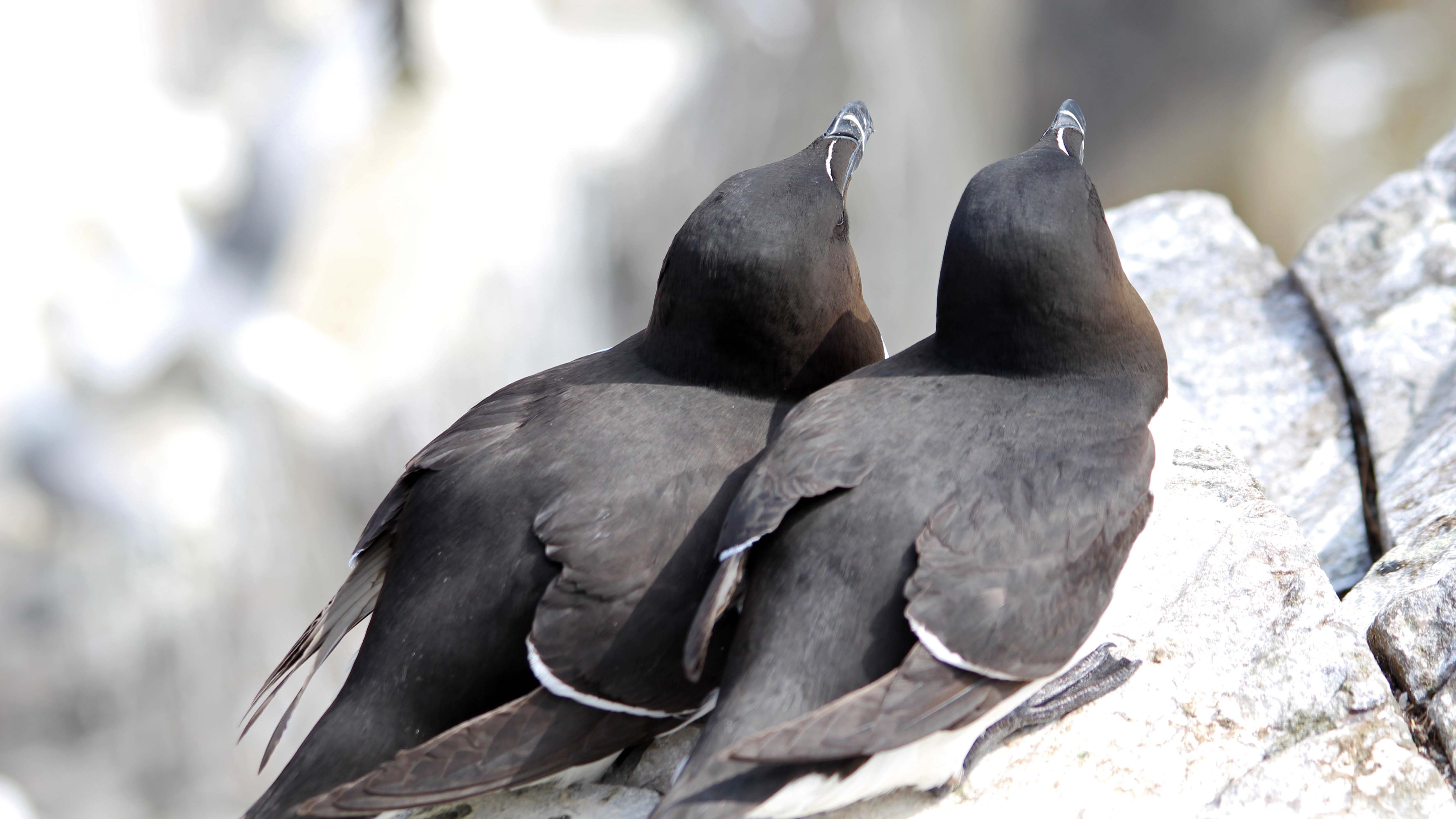 Razorbills | earthstar