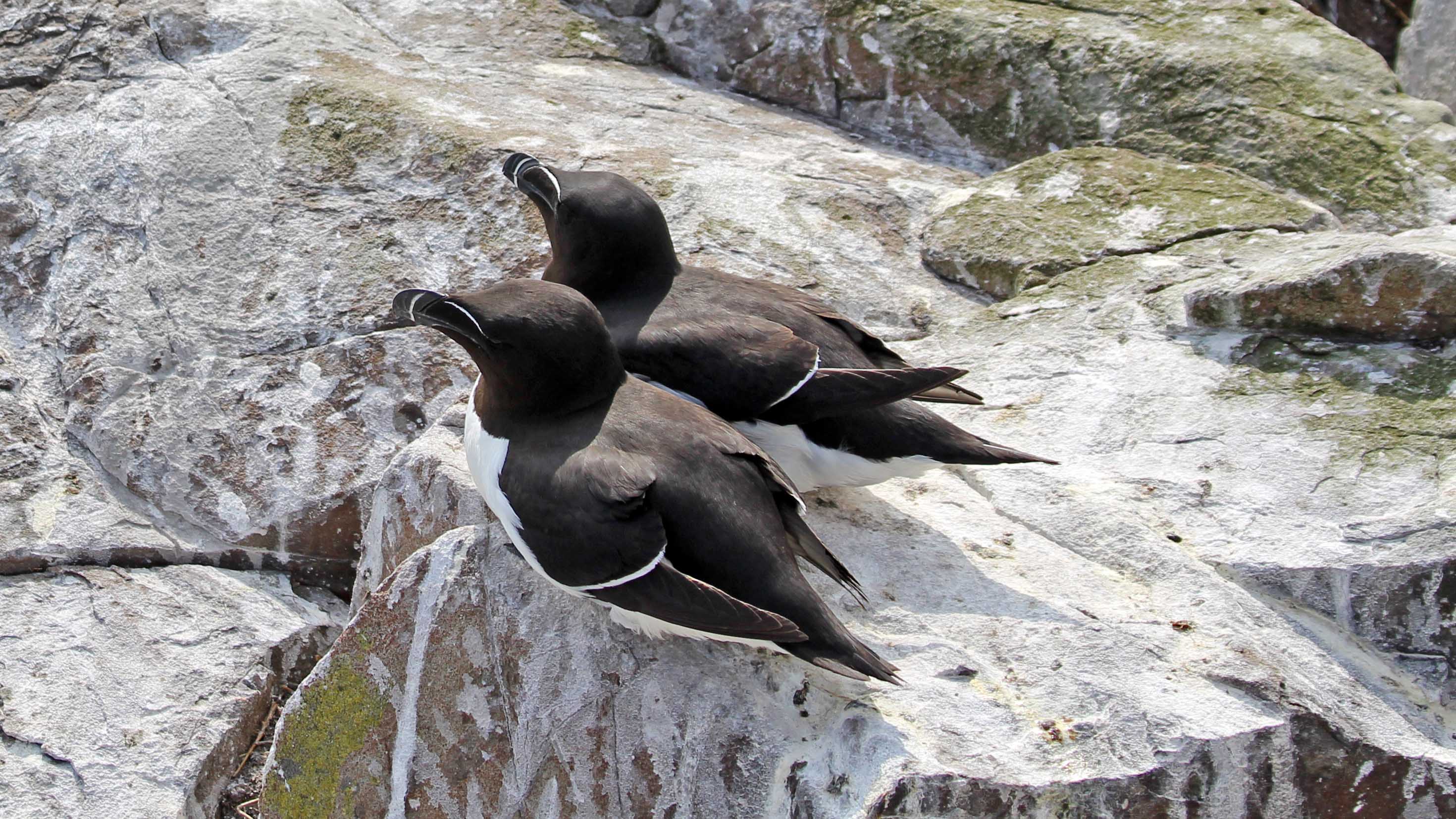 Razorbills | earthstar