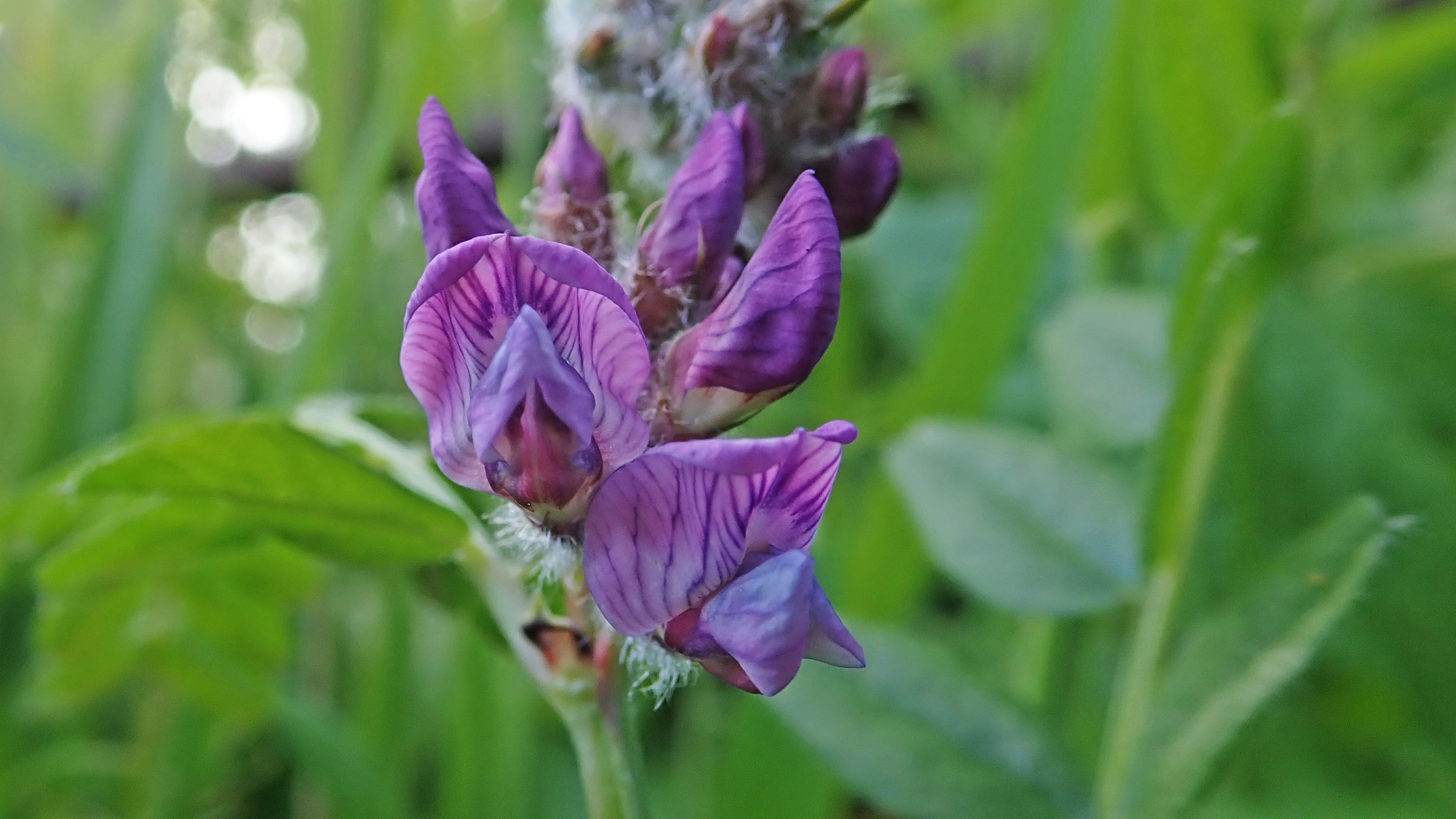 180525 Bush vetch