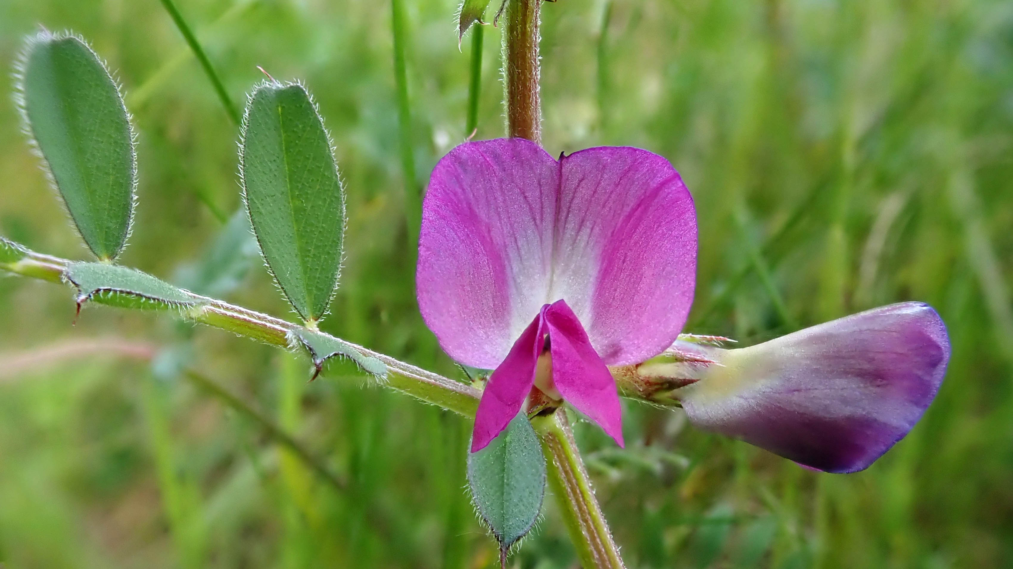 180525 Common vetch