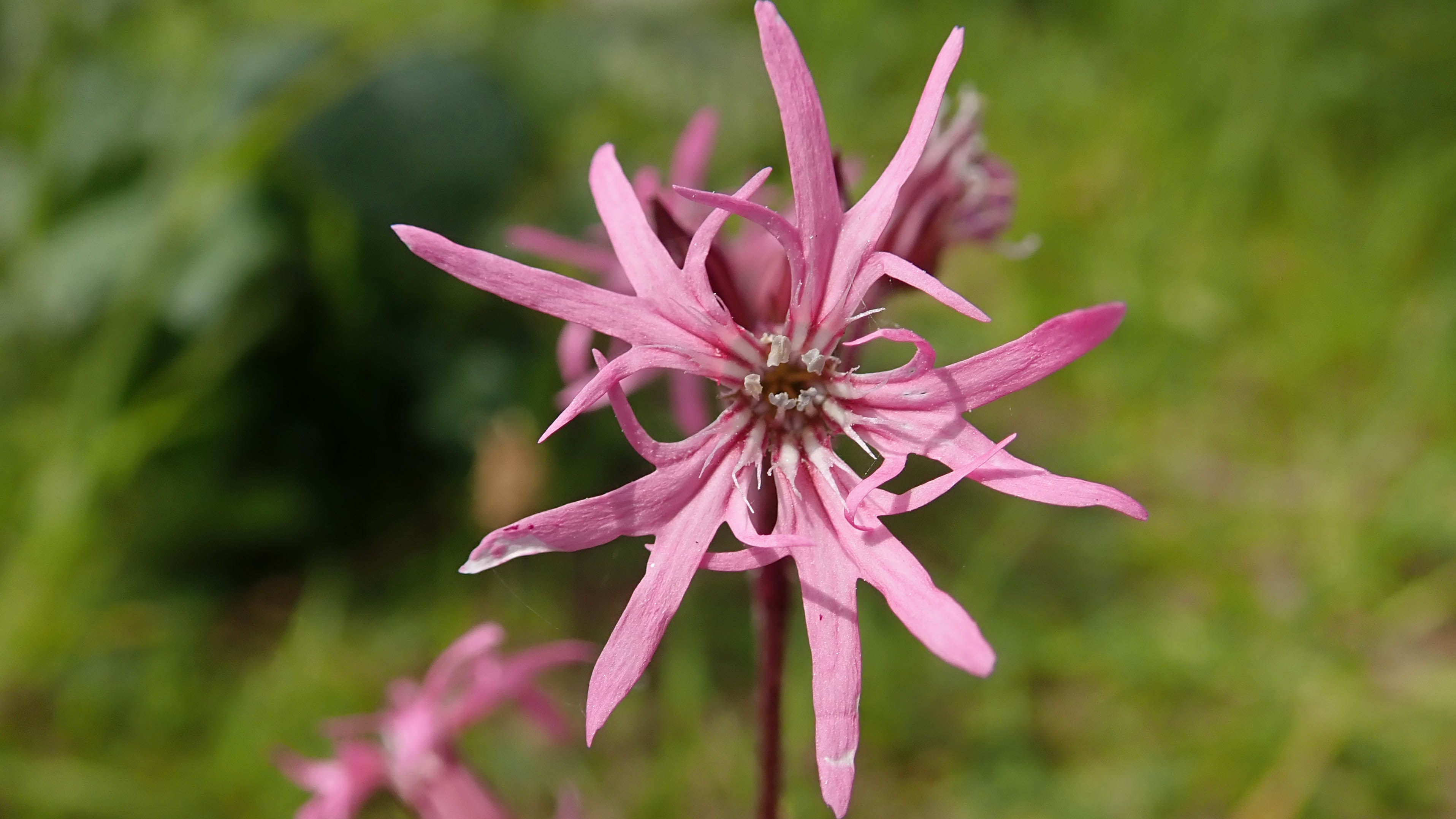 180525 Ragged-robin