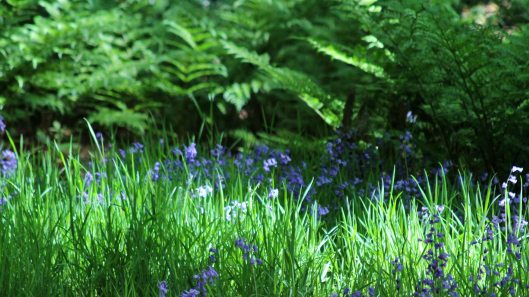 180525 St Davids Vale (2)