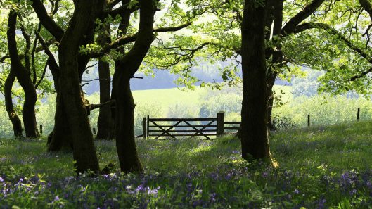 180525 St Davids Vale (3)