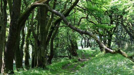 180525 St Davids Vale (4)