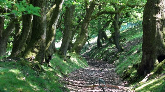 180525 St Davids Vale (6)