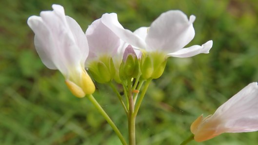 180527 Orange-tip egg (3)