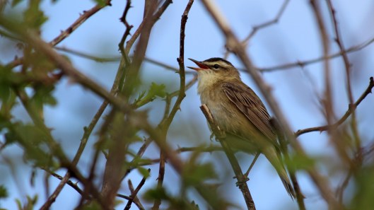 180528 sedge warbler (1)