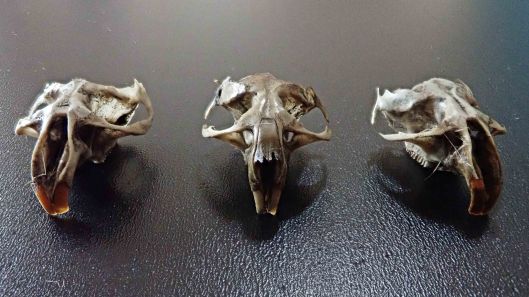 Field vole skulls