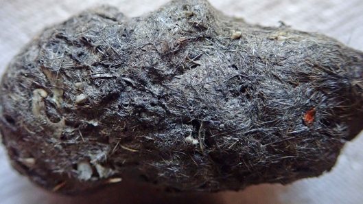 180529 owl pellets (3)