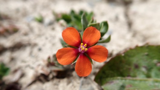 180531 10 Scarlet pimpernel