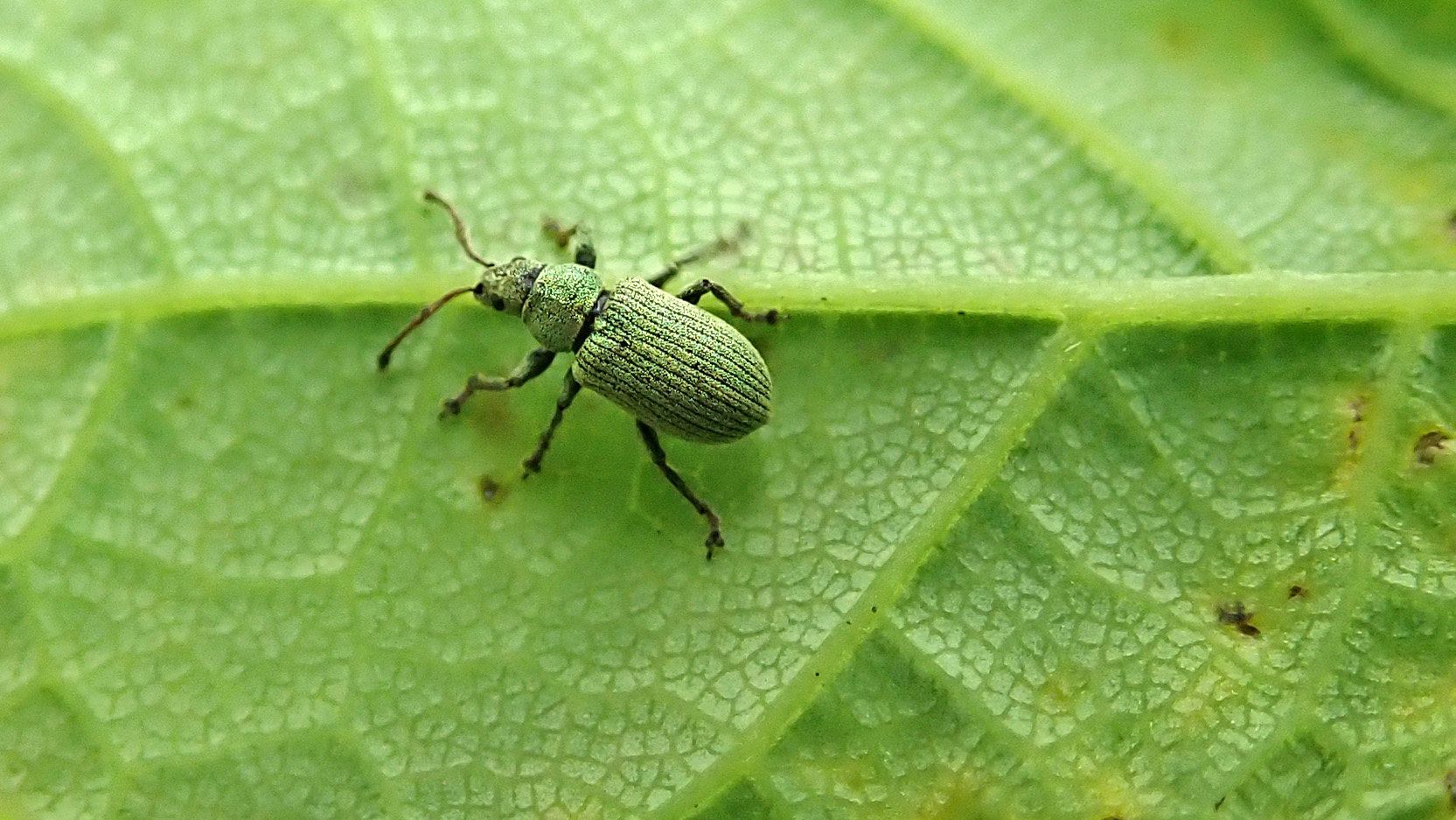 180531 11 snoutless weevil lookalike