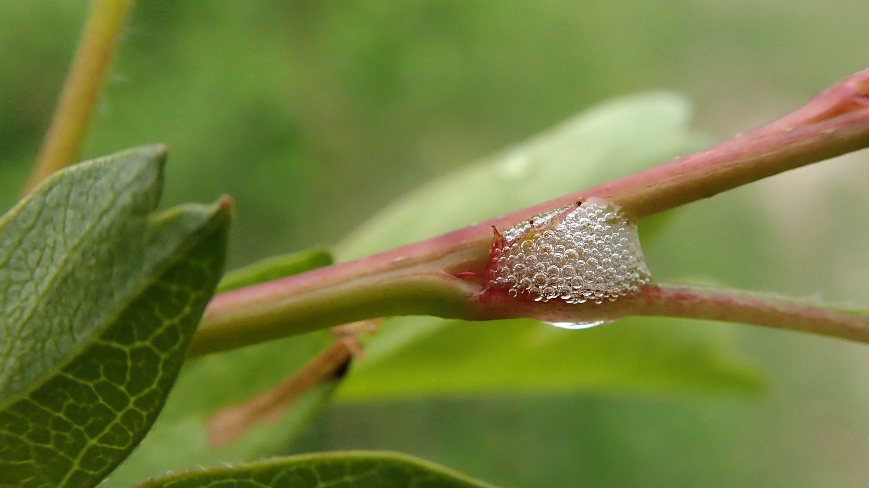 180531 12 cuckoo spit
