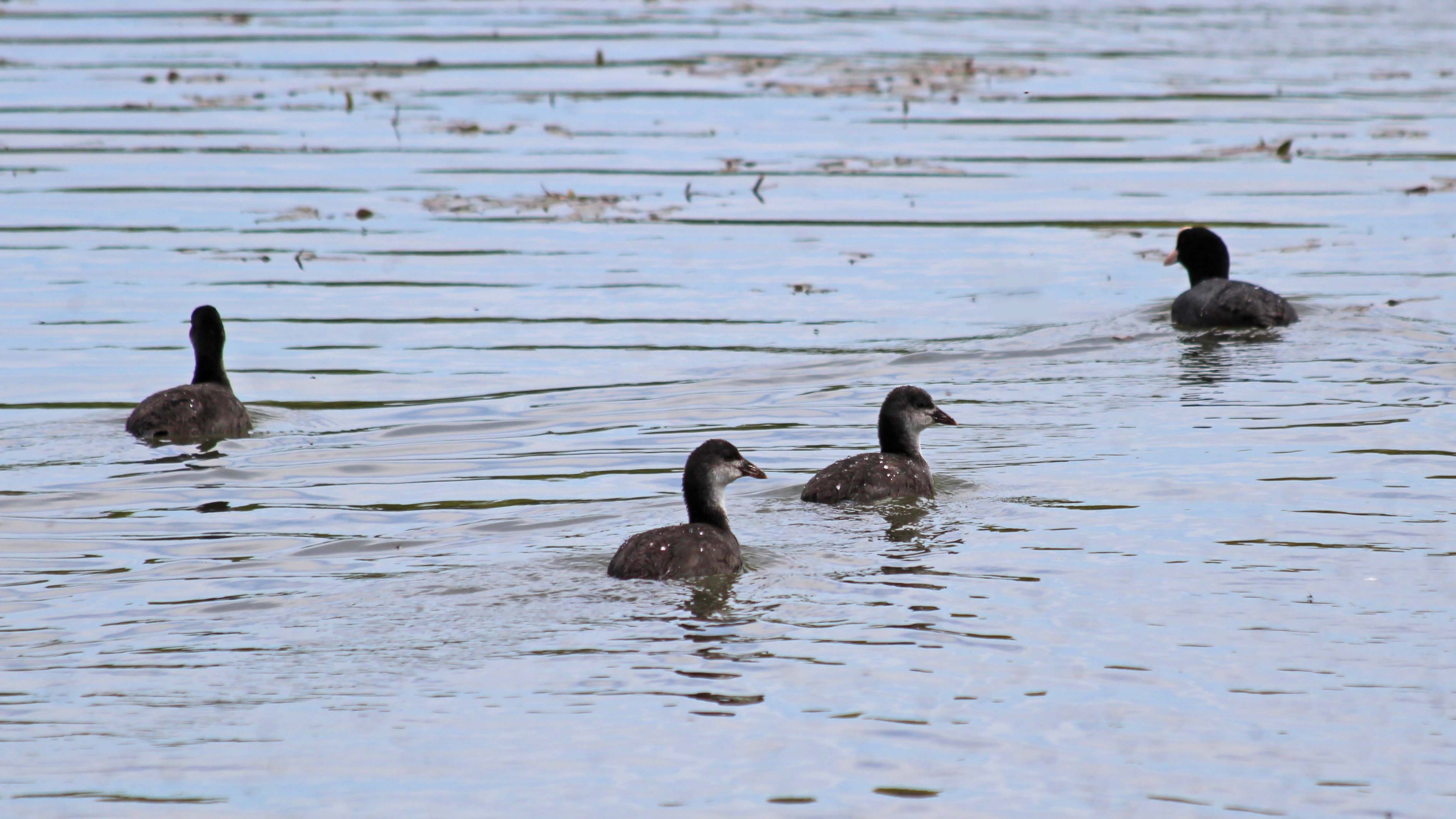 180531 16 Ma Coot and 3 offspring