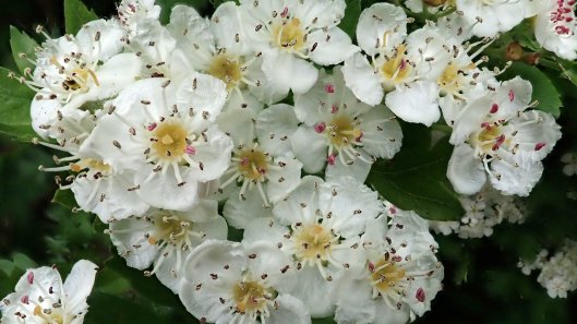180531 19 Hawthorn blossom