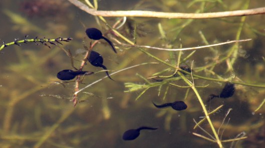 180531 5 tadpoles