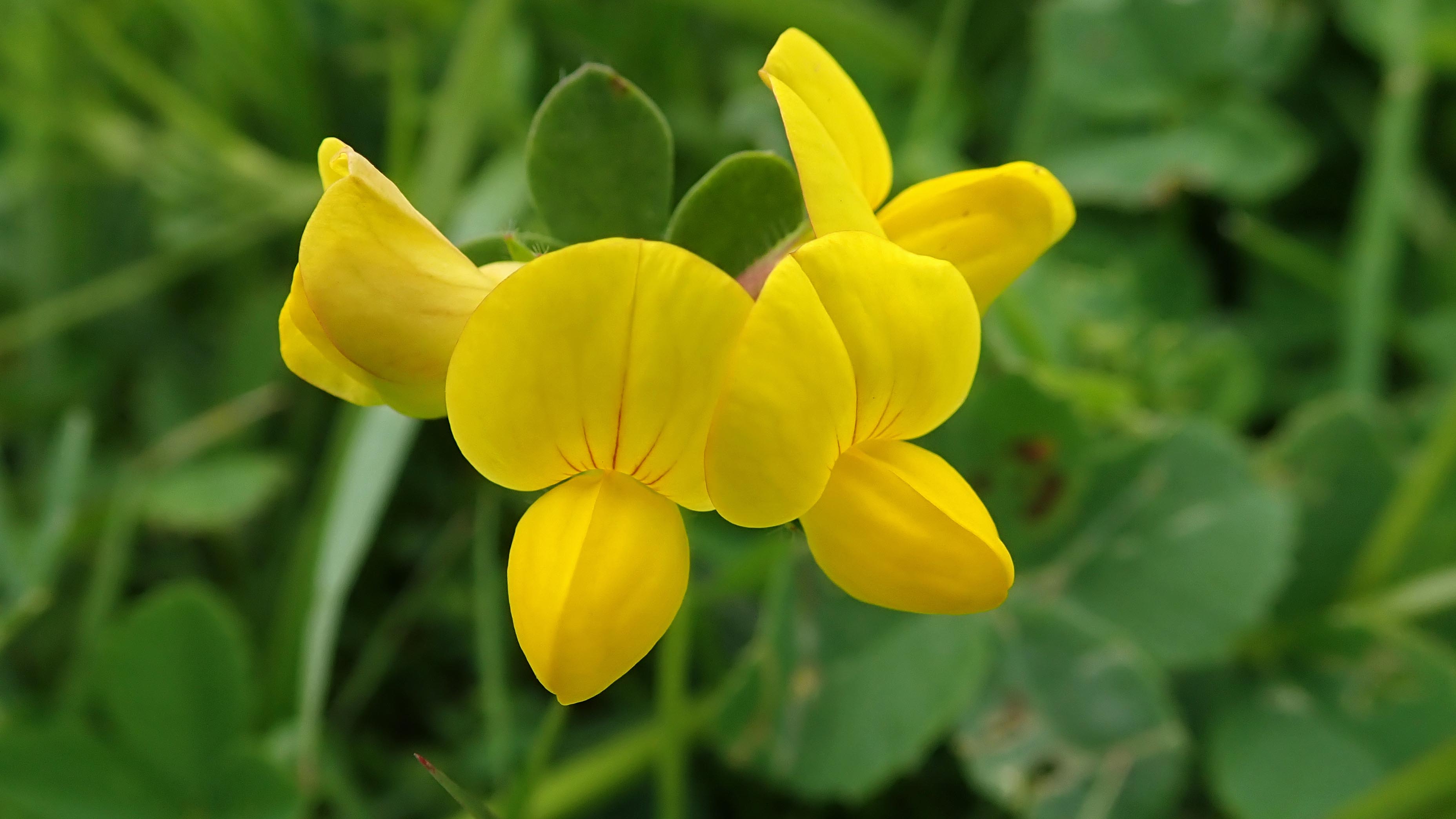 180531 7 Bird's foot trefoil