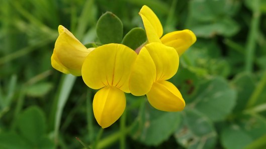 180531 7 Bird's foot trefoil