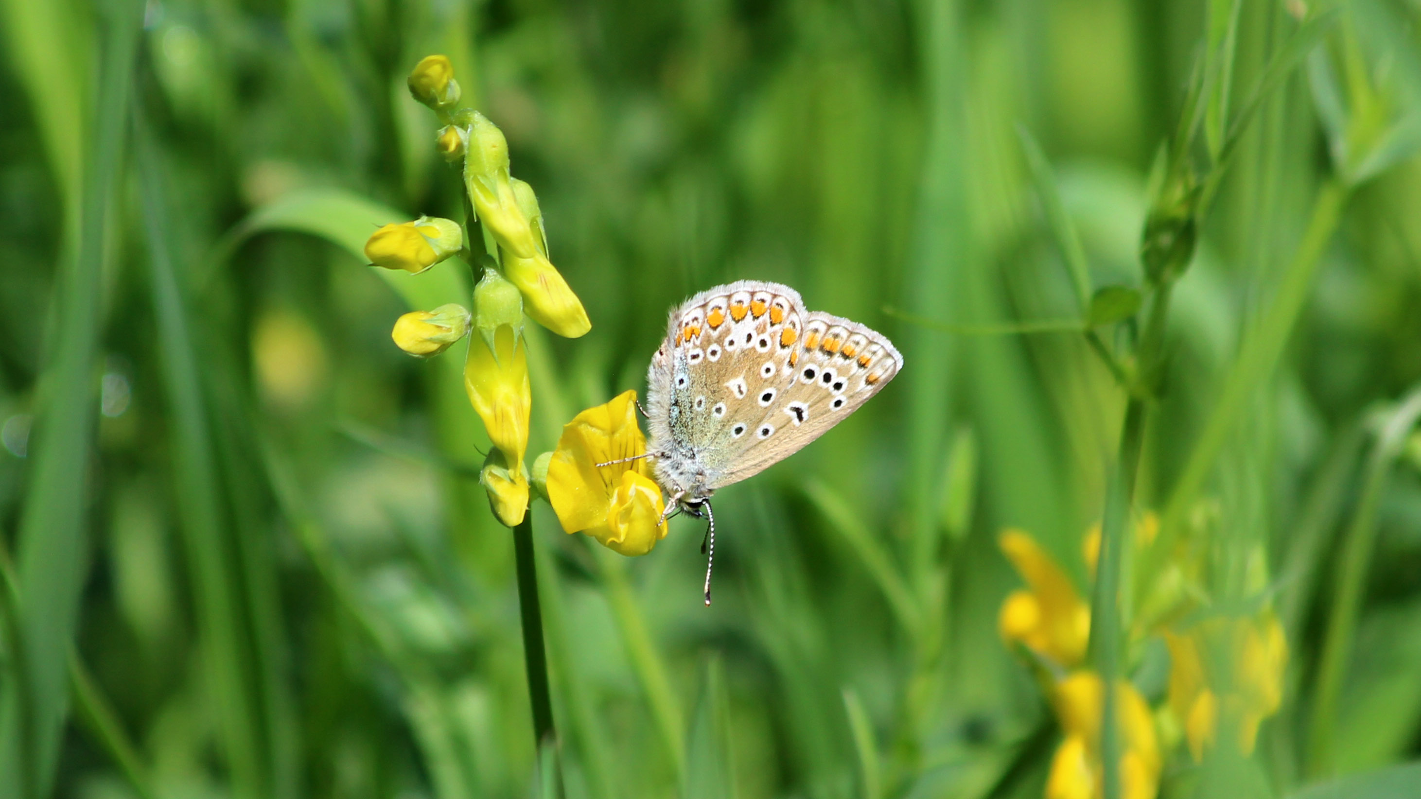 180601 (3) Common blue female