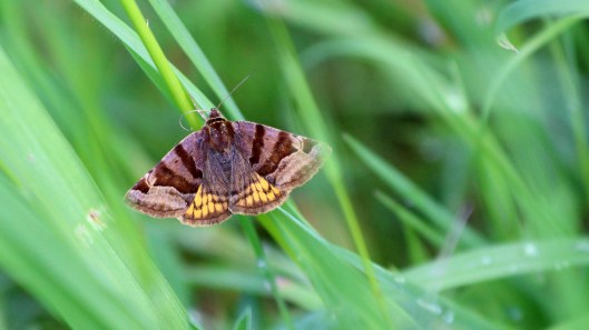 180601 (6) Burnet companion