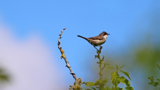 180602 Lesser whitethroat (3)