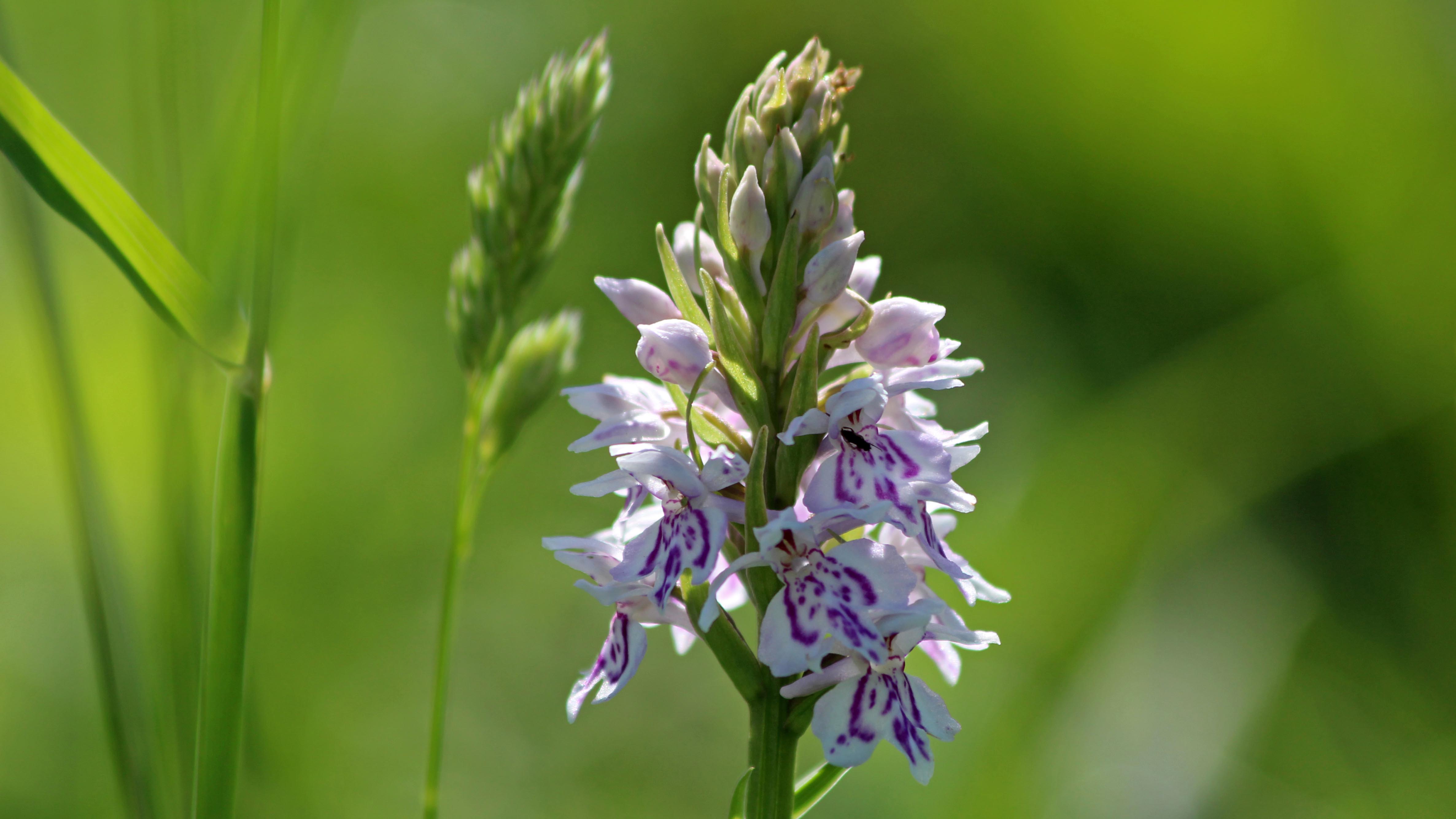 180603 Common spotted orchid (1)