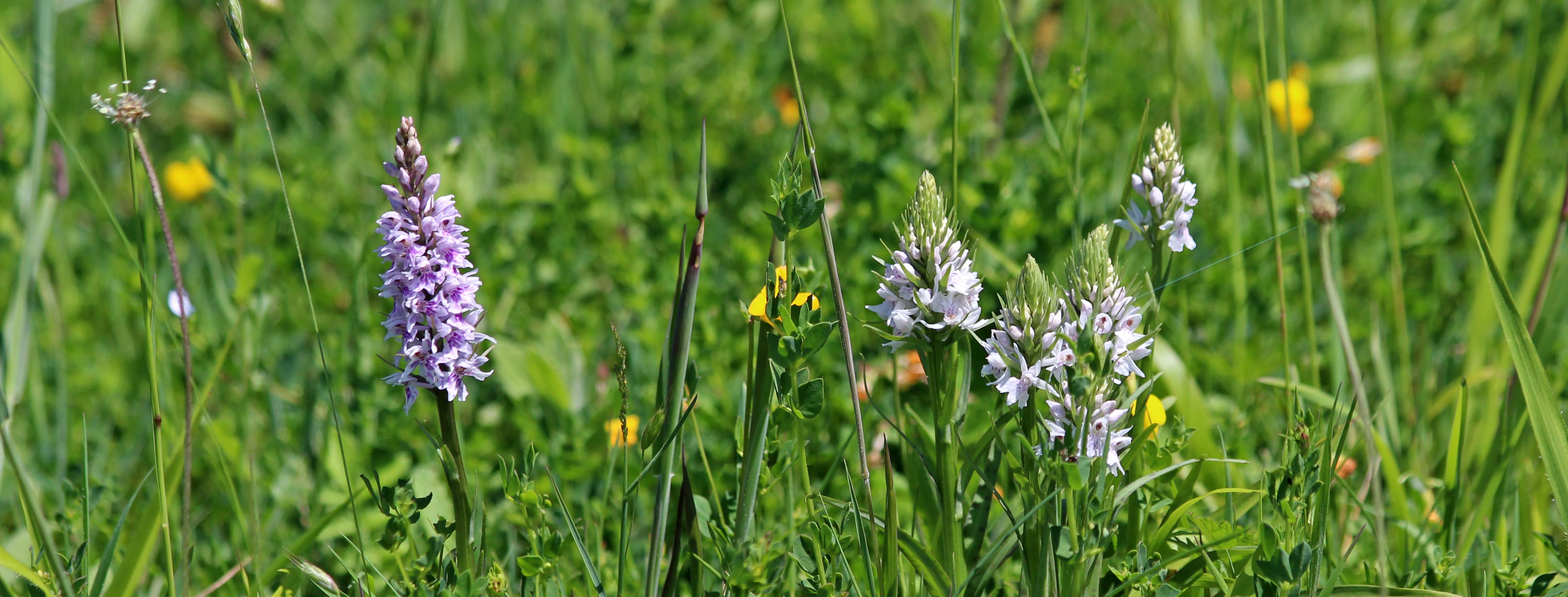 180603 orchids at Cosmeston