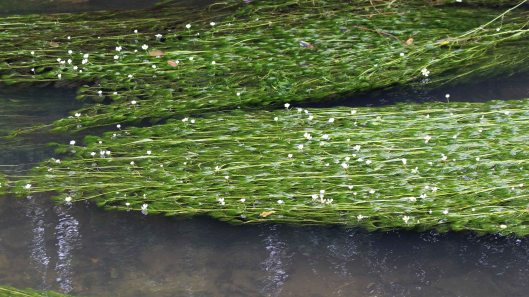 180604 1 flowering plant in canal