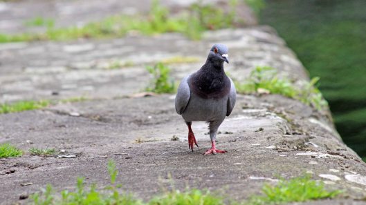 180604 8 feral pigeon