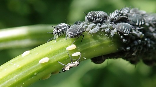 180605 Elder aphids (3)