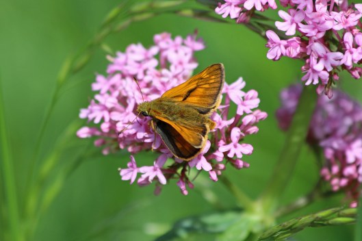 180606 Large skipper (1)