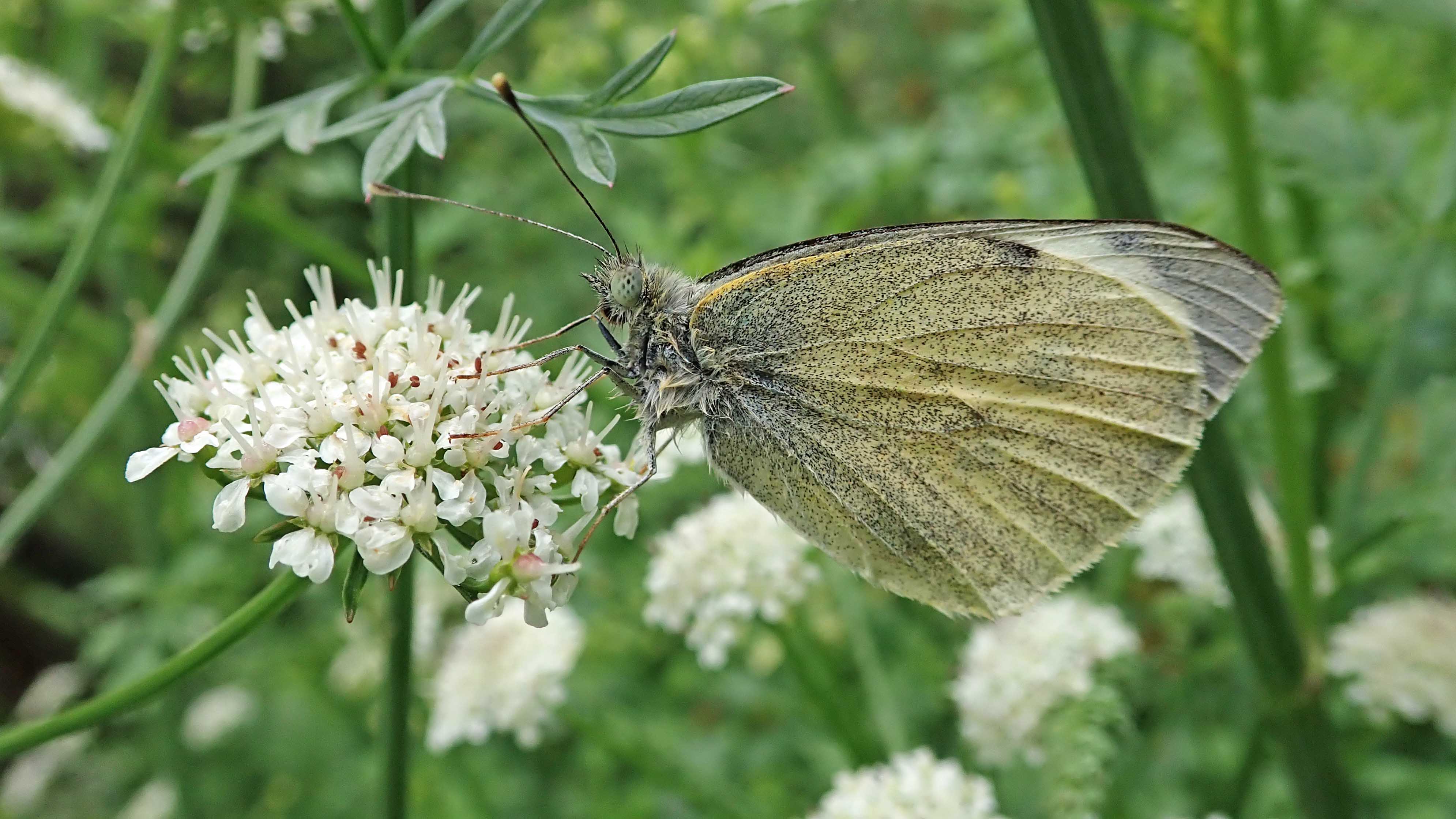 180608 Large white