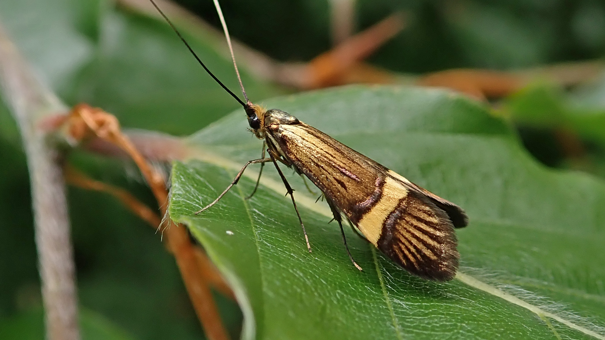 180608 4 Nemophora degeerella