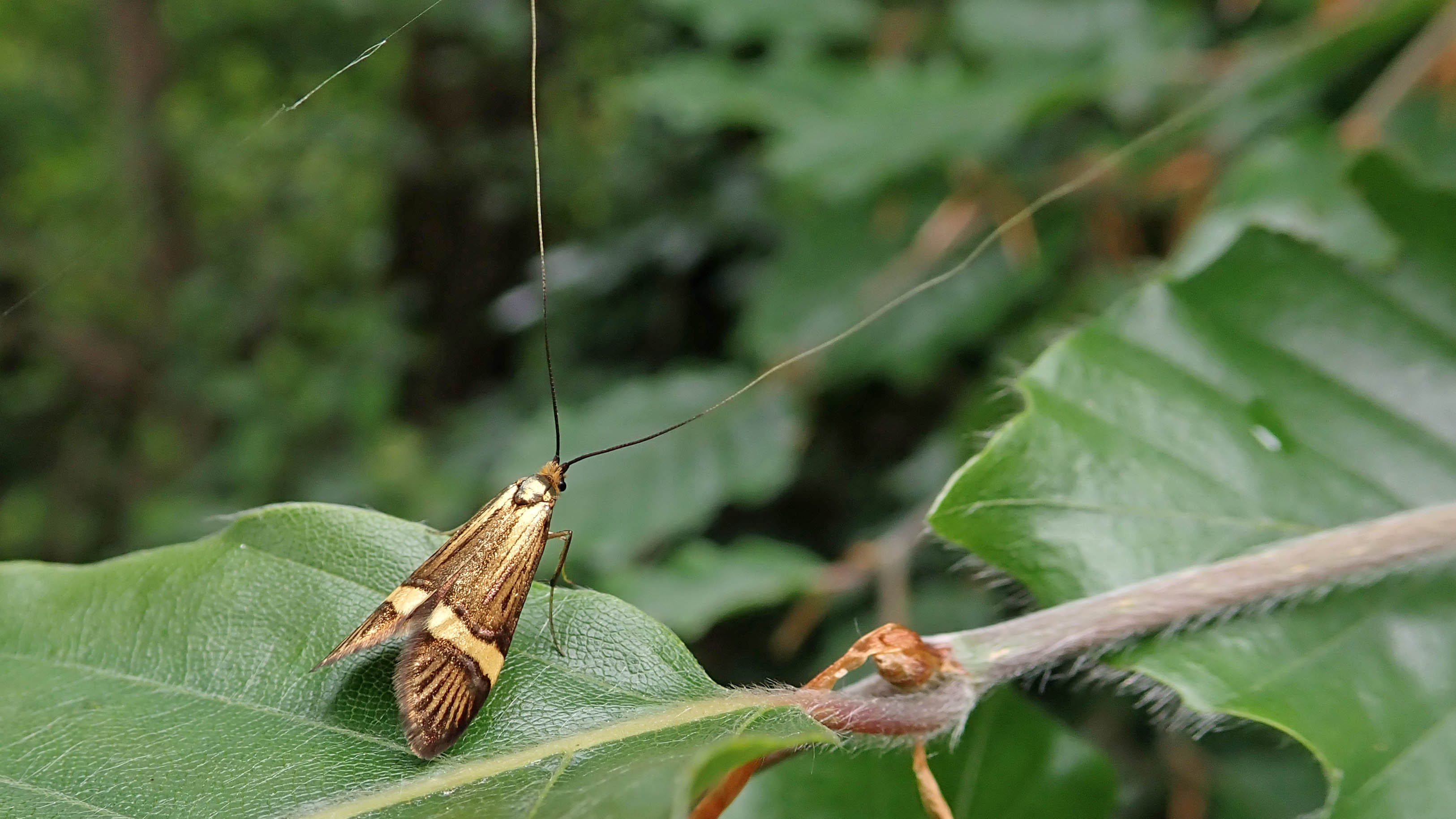 180608 5 Nemophora degeerella