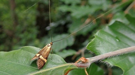 180608 5 Nemophora degeerella