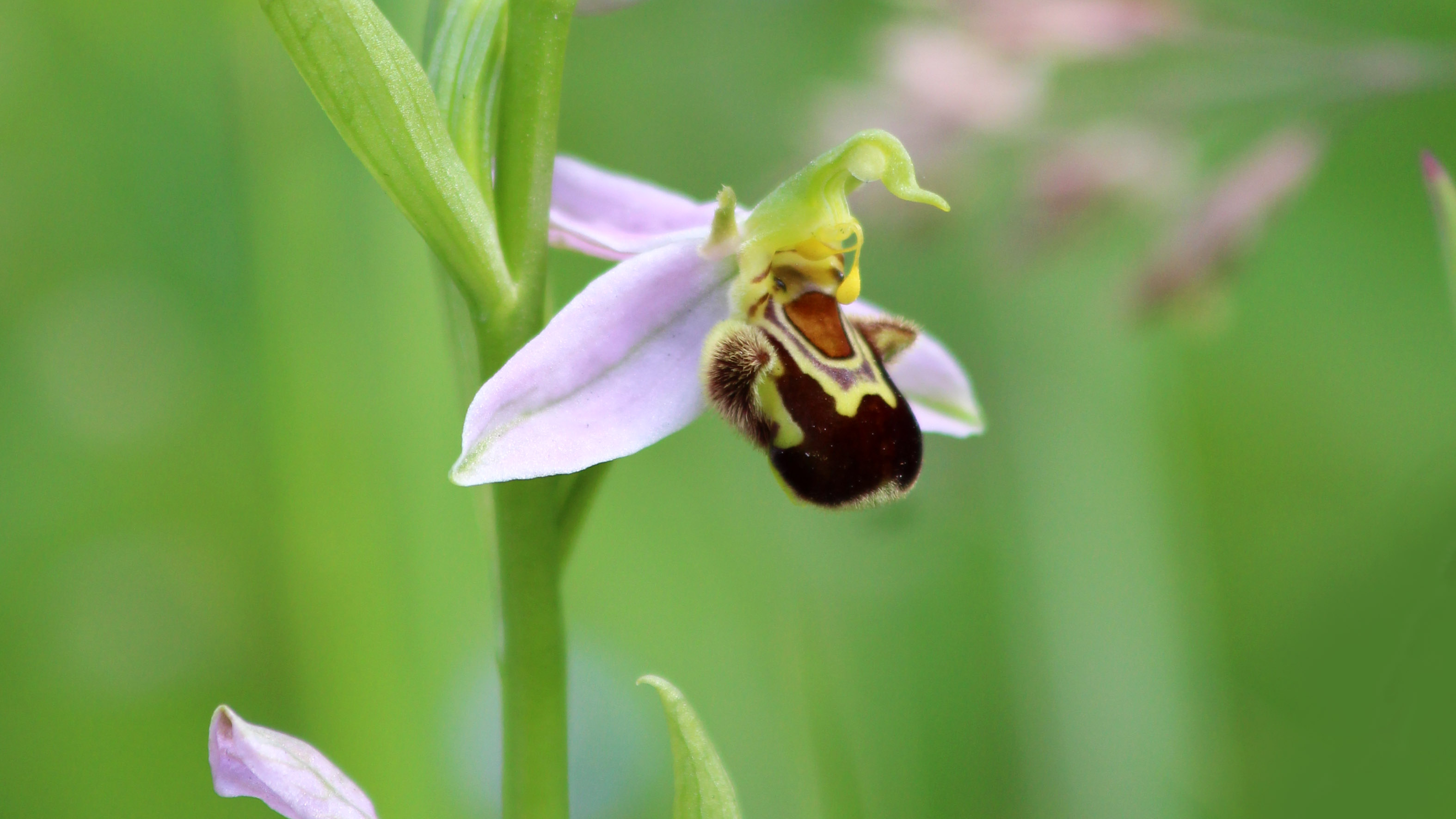 180609 10 Bee orchid
