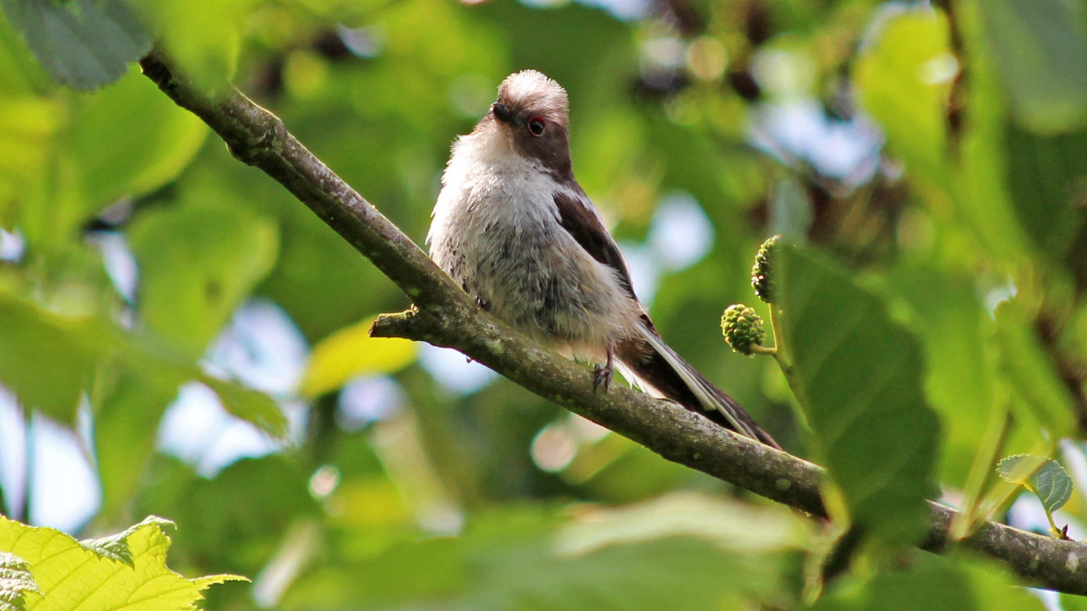 180609 7 Long-tailed tit fledgling