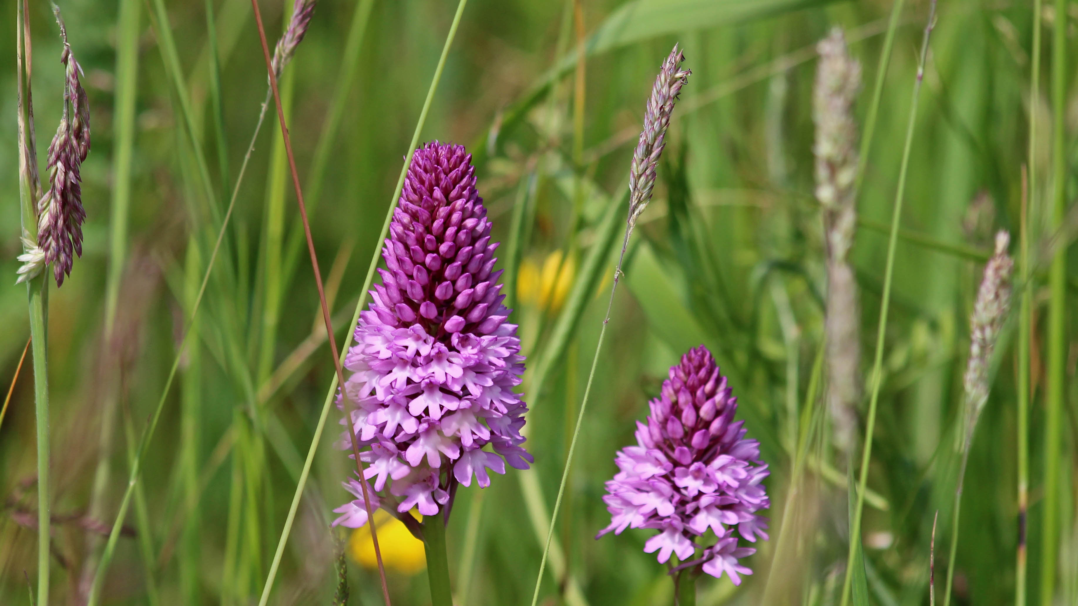180609 9 Pyramidal orchid