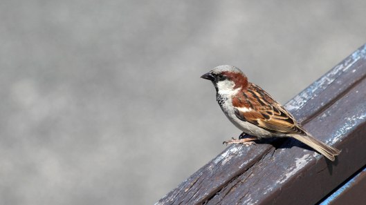 180611 (7) House sparrow male