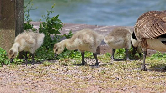 180614 Canada geese goslings (2)