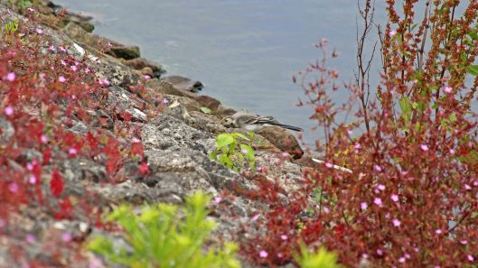 180615 4 pied wagtail