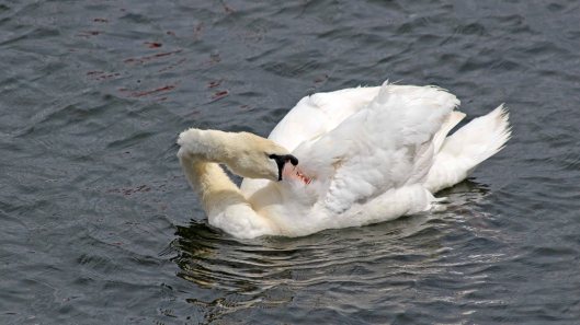 180615 7 mute swan