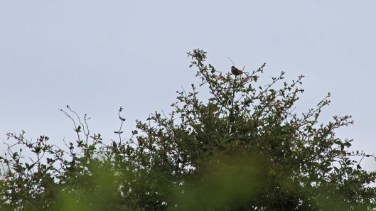 180616 2 distant bird