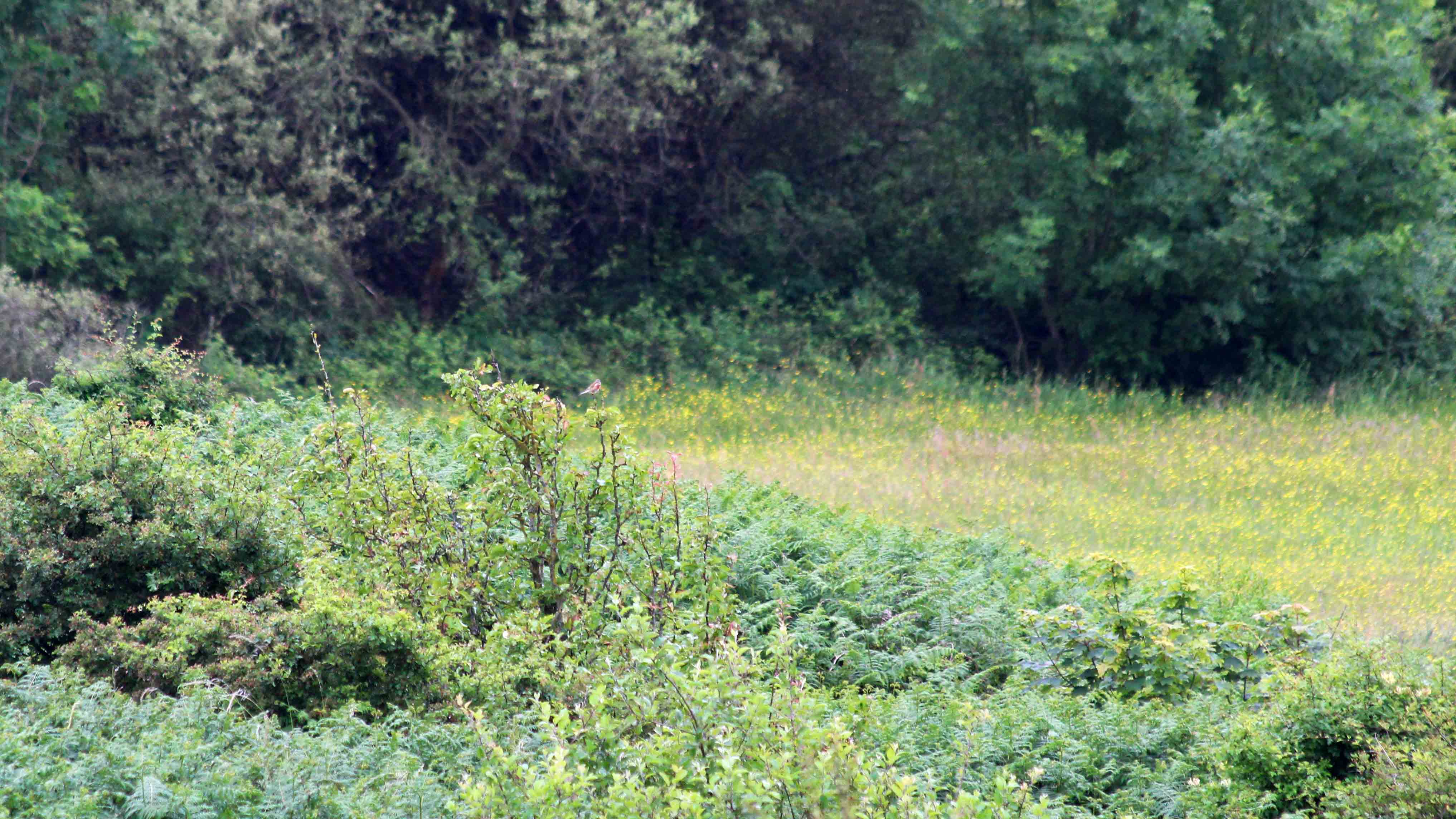 180616 3 distant bird