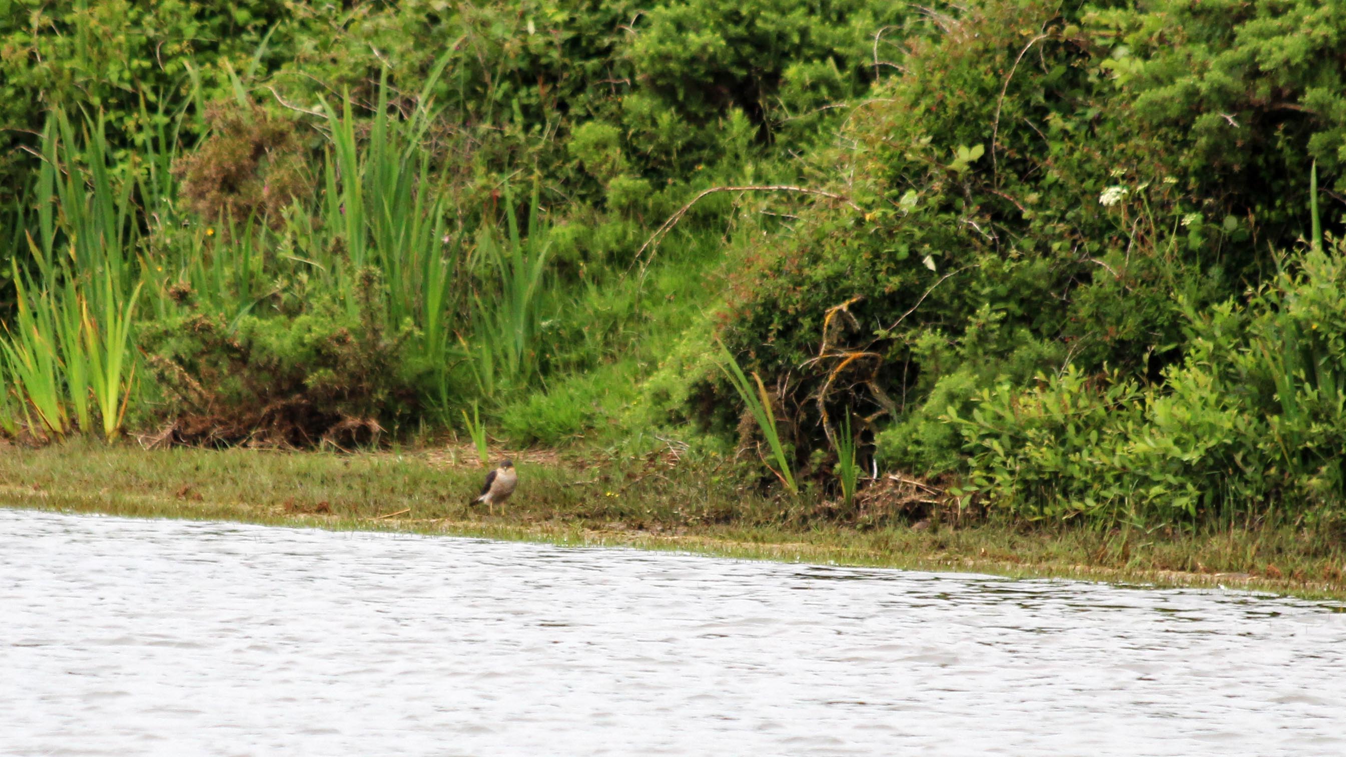 180616 4 sparrowhawk