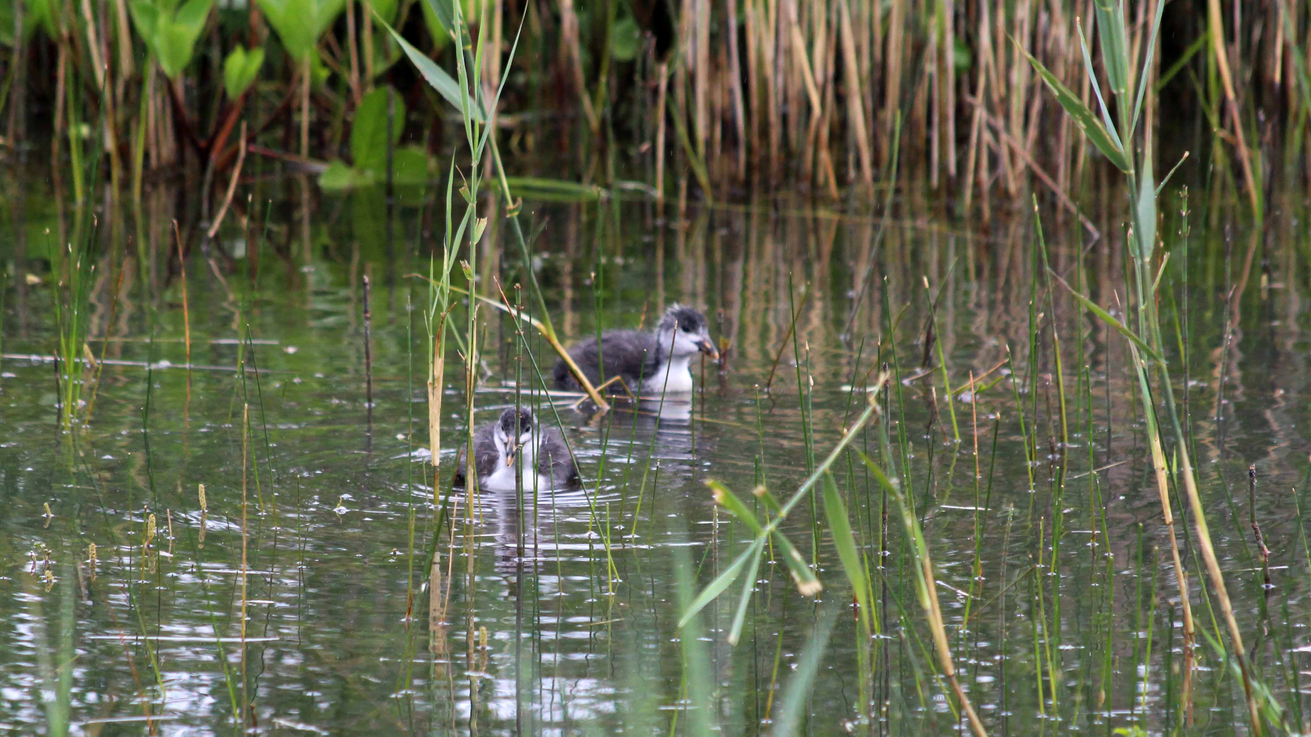 180616 6 coot chicks