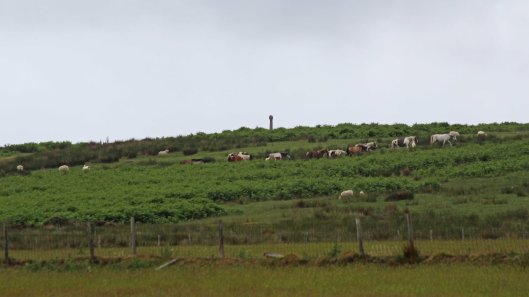 180617 Birding Bargoed uplands (6)