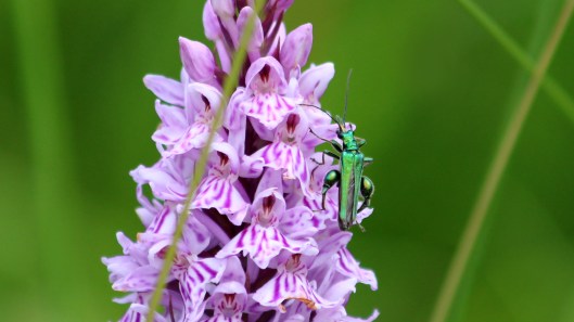 180619 Swollen-thigh beetle